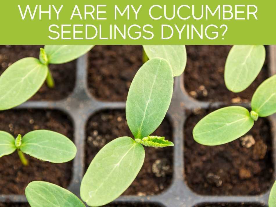 Wy Are My Cucumber Seedlings Dying?