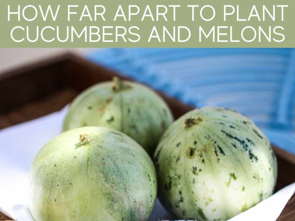 How Far Apart To Plant Cucumbers And Melons