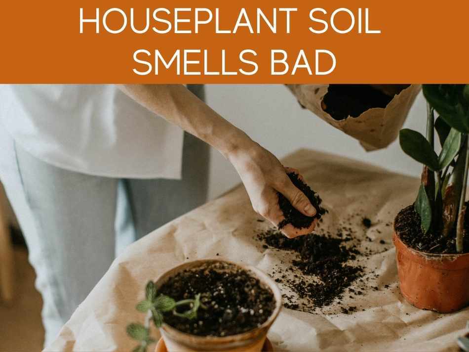 Houseplant Soil Smells Bad