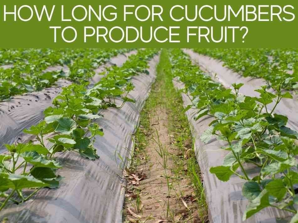 How Long For Cucumbers To Produce Fruit?