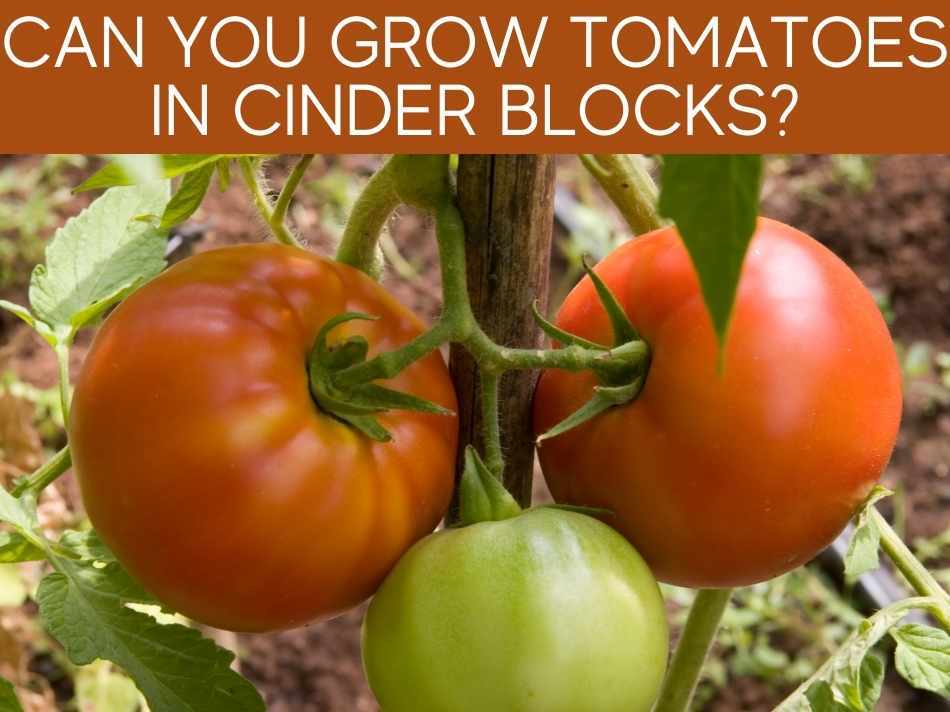 Can You Grow Tomatoes In Cinder Blocks?