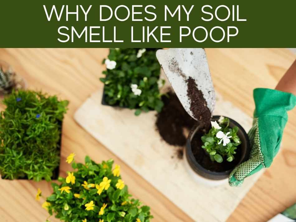 Why Does My Soil Smell Like Poop