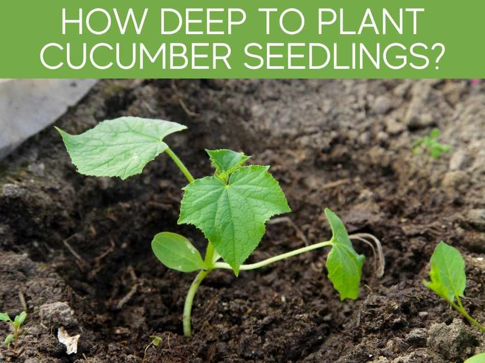 How Deep To Plant Cucumber Seedlings?