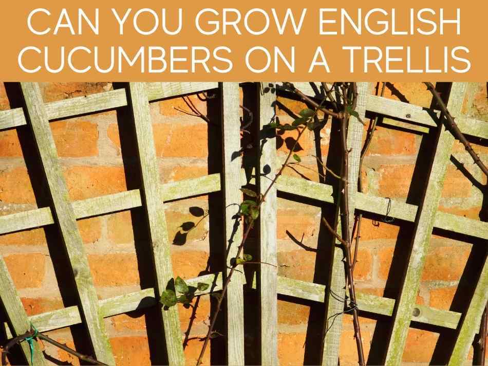 Can You Grow English Cucumbers On A Trellis