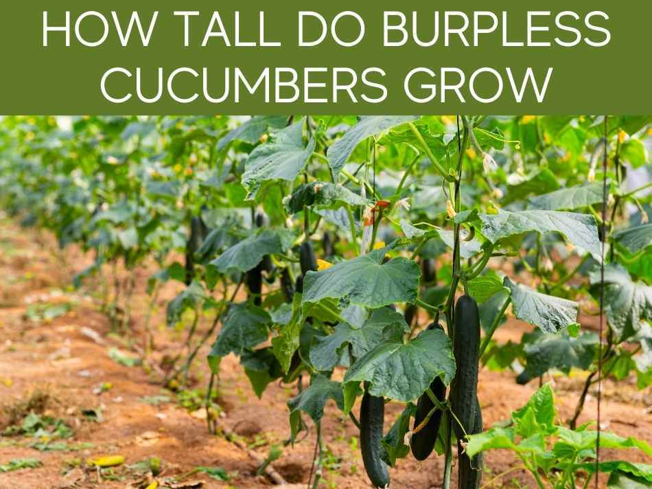 How Tall Do Burpless Cucumbers Grow
