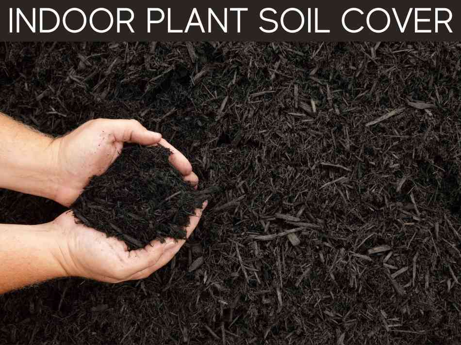 Indoor Plant Soil Cover