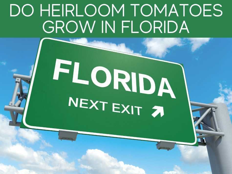 Do Heirloom Tomatoes Grow In Florida