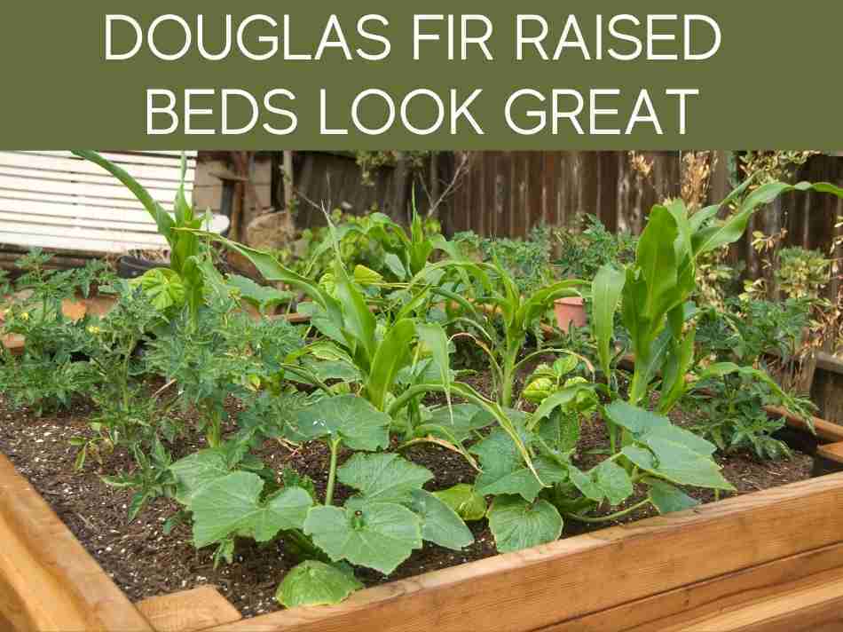 Douglas Fir Raised Beds Look Great