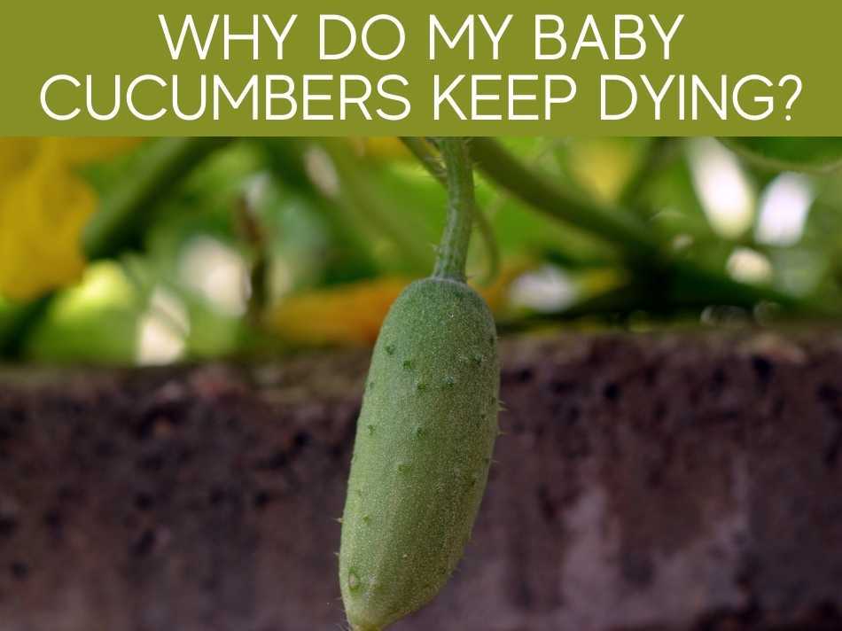 Why Do My Baby Cucumbers Keep Dying?