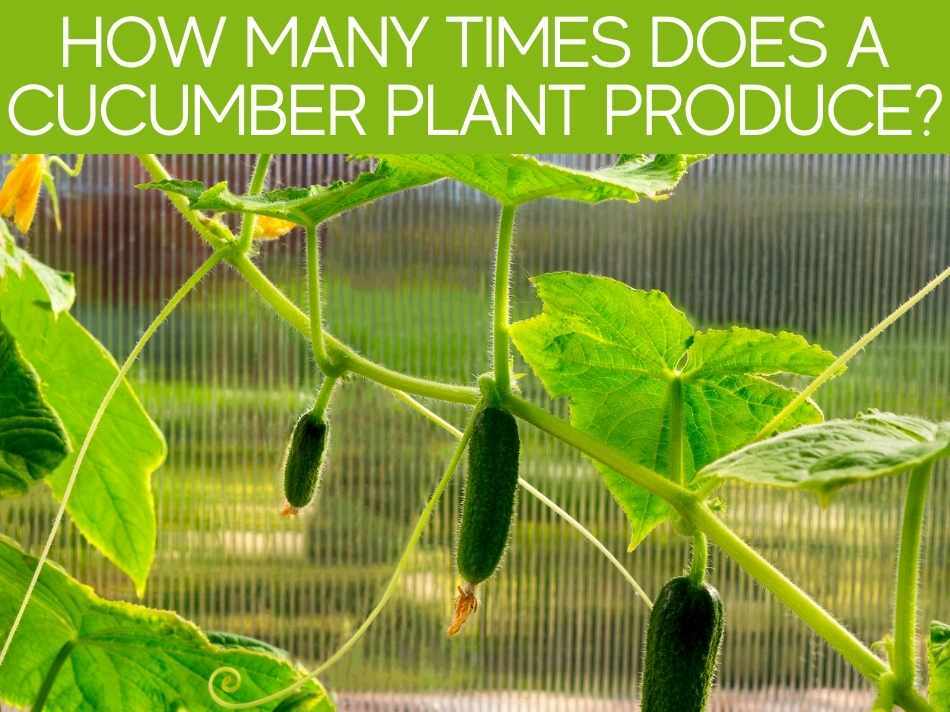 How Many Times Does A Cucumber Plant Produce?