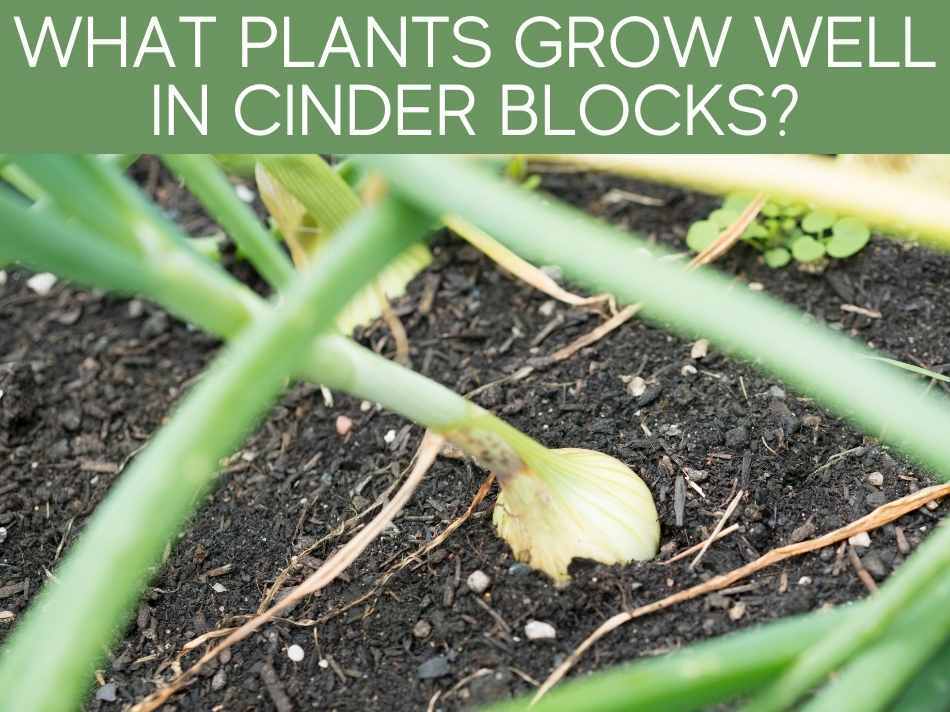 What Plants Grow Well In Cinder Blocks?