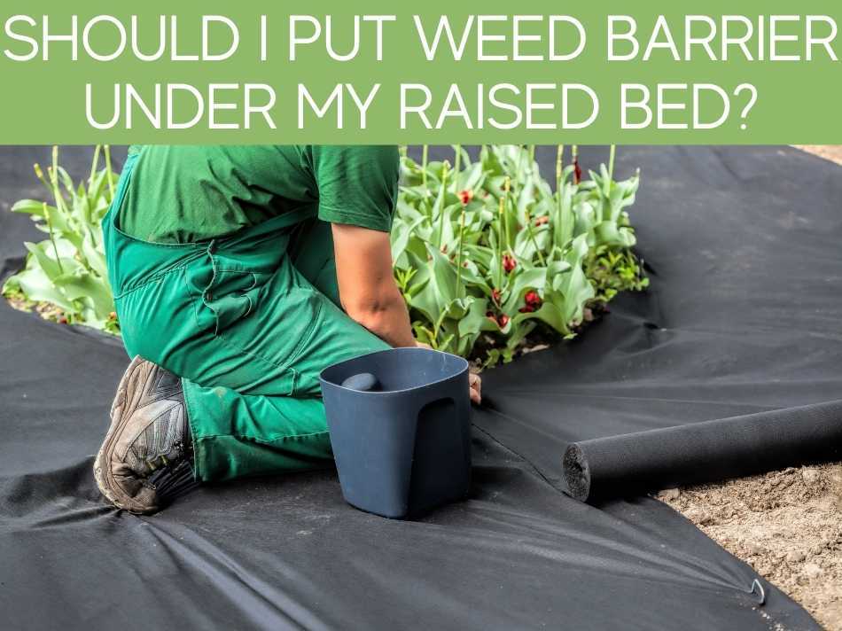 Should I Put Weed Barrier Under My Raised Bed?