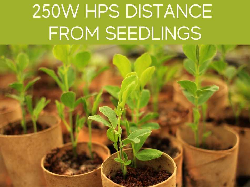 250W HPS Distance From Seedlings