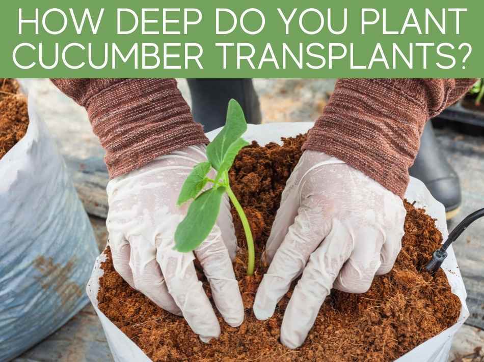 How Deep Do You Plant Cucumber Transplants?