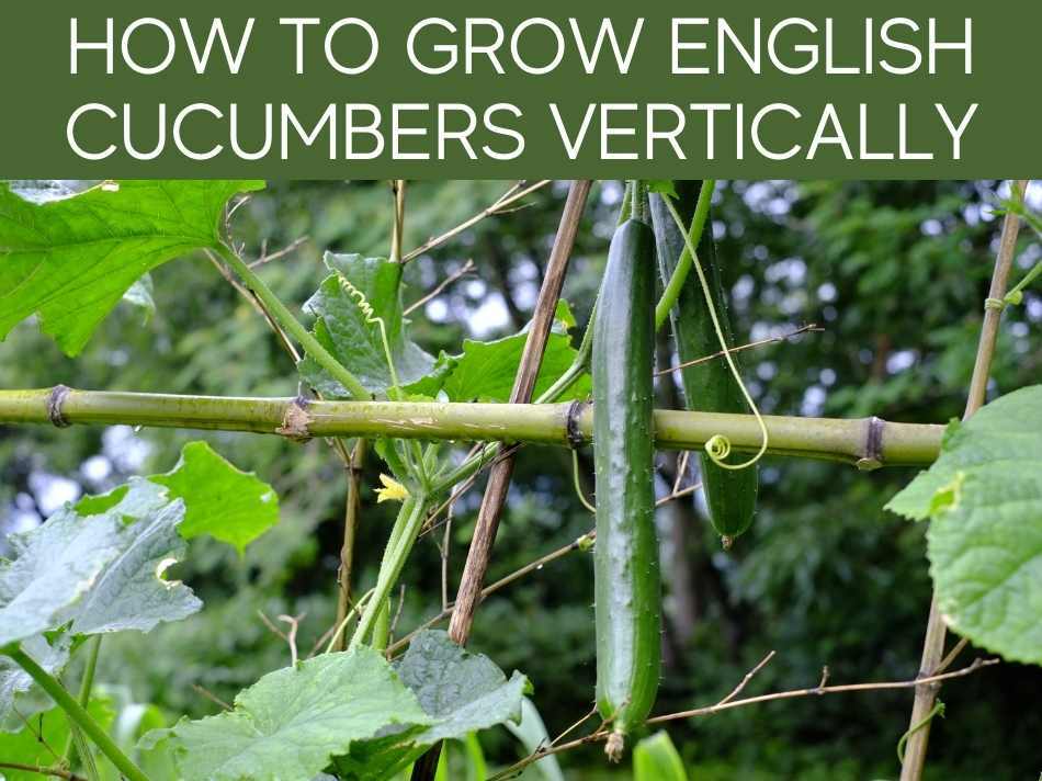 How To Grow English Cucumbers Vertically