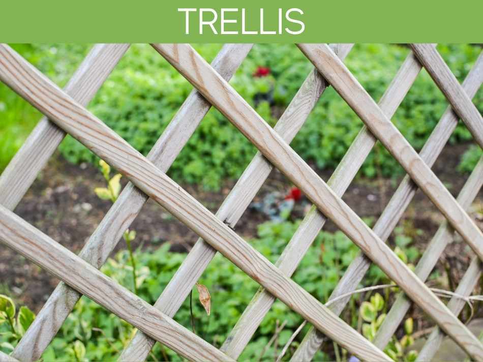 Trellis