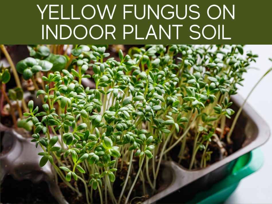 Yellow Fungus On Indoor Plant Soil