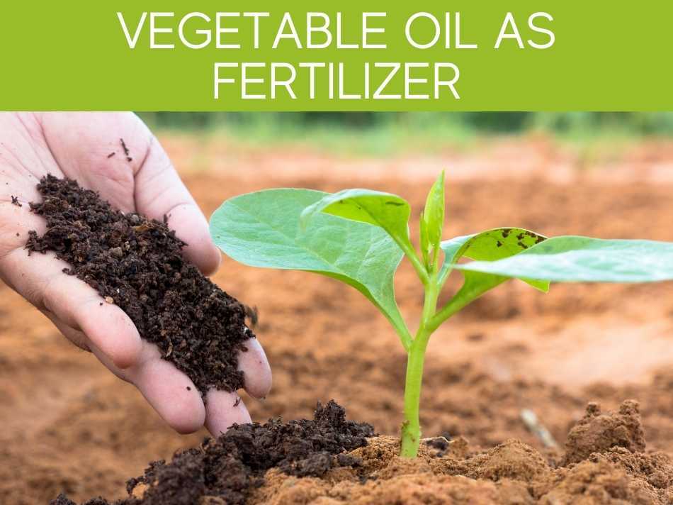 Vegetable Oil As Fertilizer