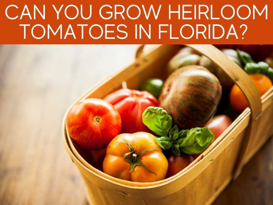 Can You Grow Heirloom Tomatoes In Florida?