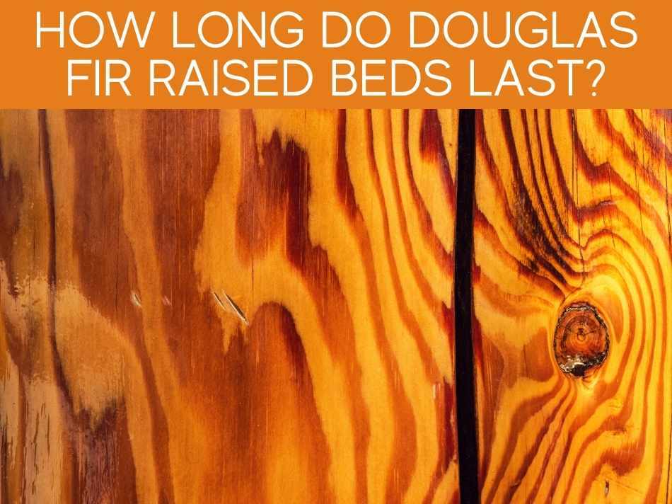 How Long Do Douglas Fir Raised Beds Last?