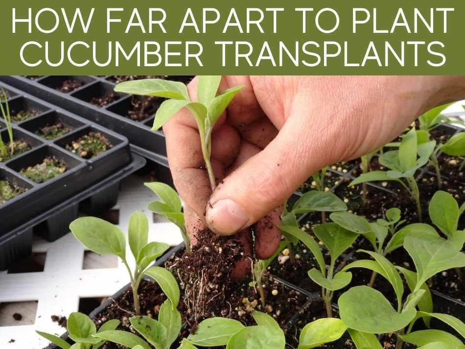 How Far Apart To Plant Cucumber Transplants