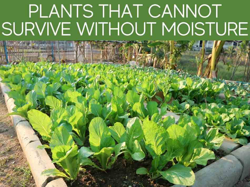 Plants That Cannot Survive Without Moisture