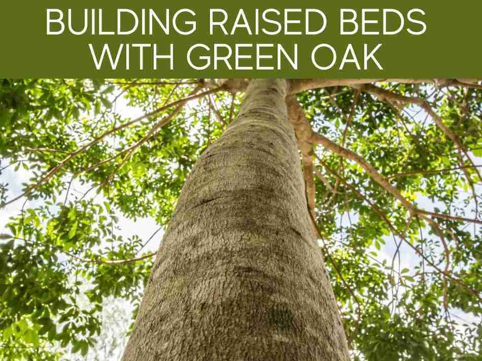 Building Raised Beds With Green Oak