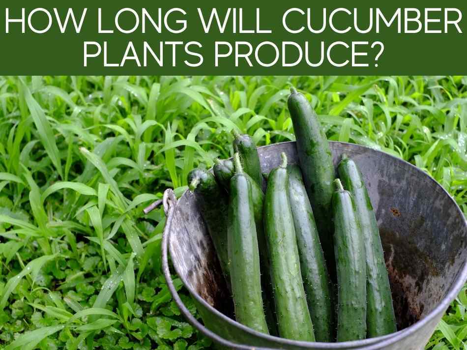 How Long Will Cucumber Plants Produce?