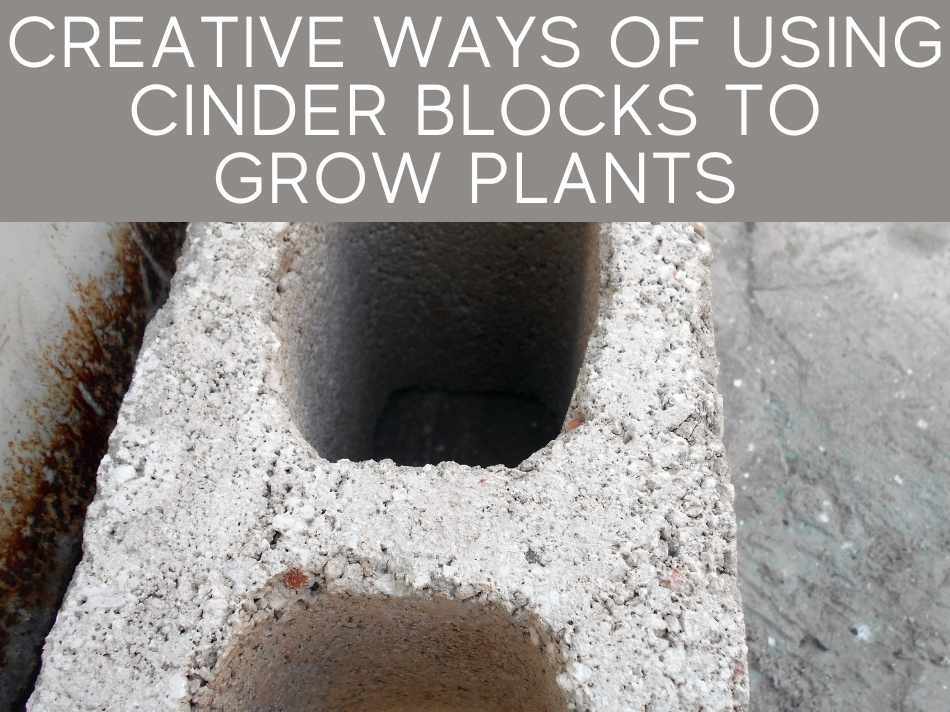 Creative Ways Of Using Cinder Blocks To Grow Plants