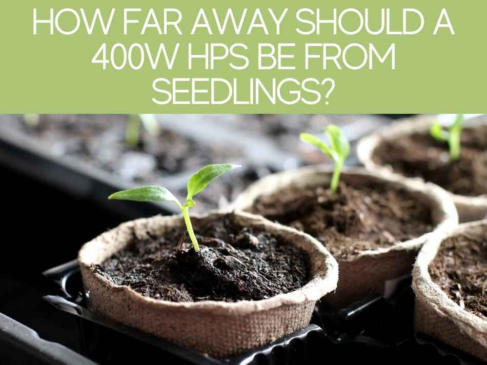 How Far Away Should A 400W HPS Be From Seedlings?
