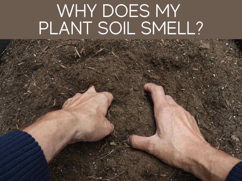 Why Does My Plant Soil Smell?