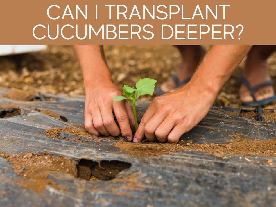 Can I Transplant Cucumbers Deeper?