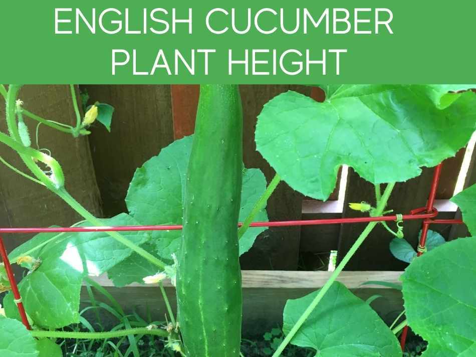 English Cucumber Plant Height