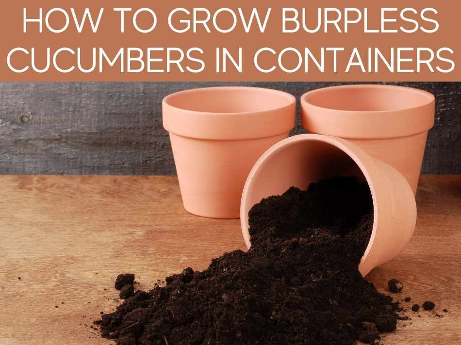 How To Grow Burpless Cucumbers In Containers