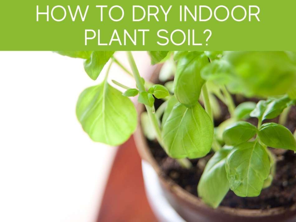 How To Dry Indoor Plant Soil?