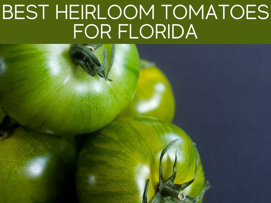 Best Heirloom Tomatoes For Florida