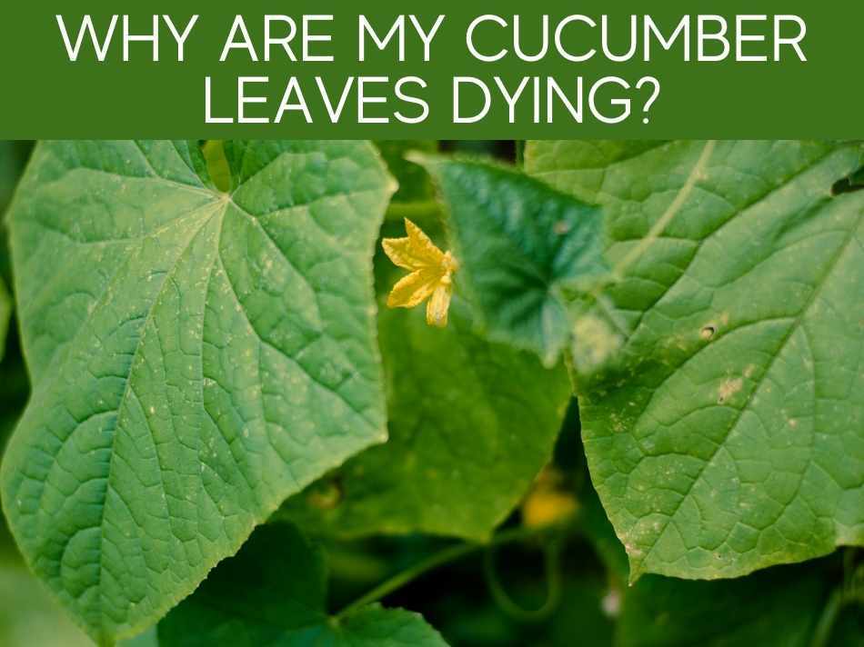 Why Are My Cucumbers Leaves Dying?
