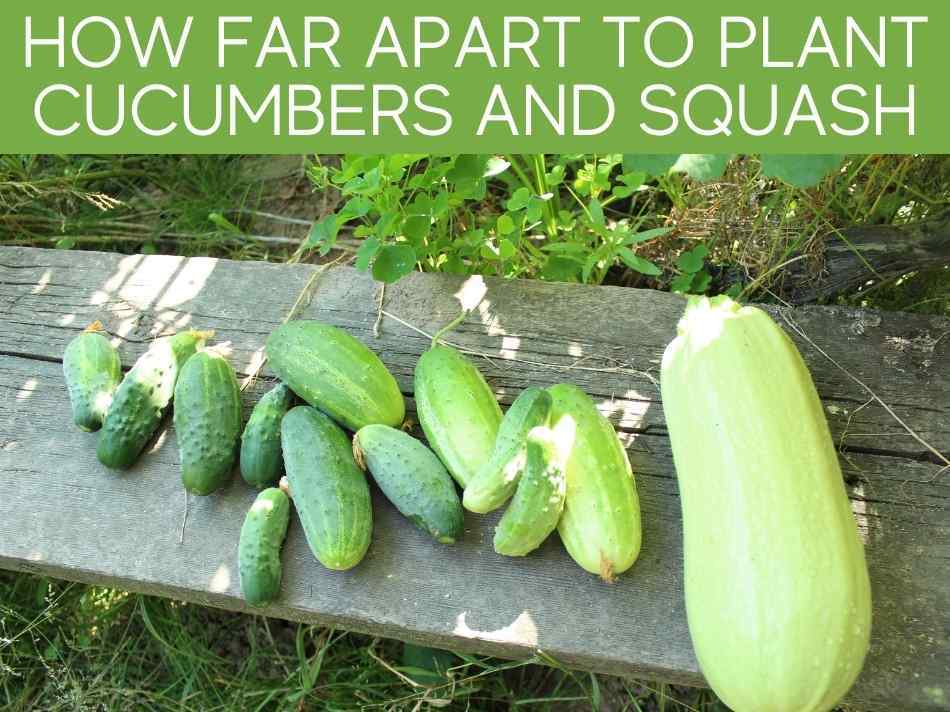 How Far Apart To Plant Cucumbers And Squash