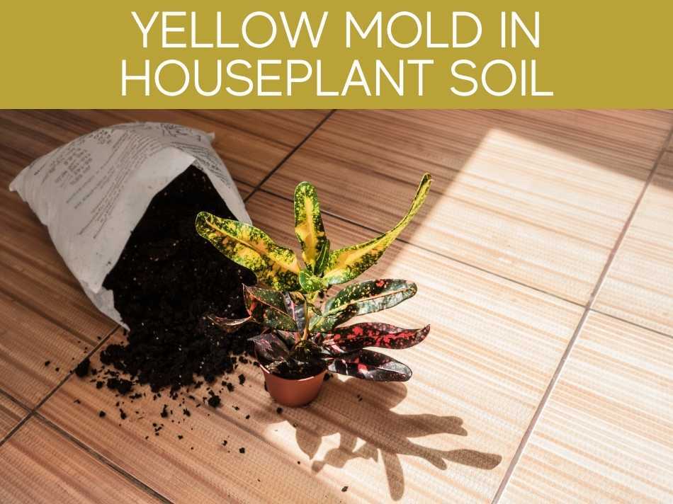 Yellow Mold In Houseplant Soil