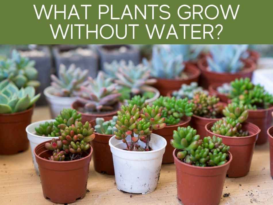 What Plants Grow Without Water?