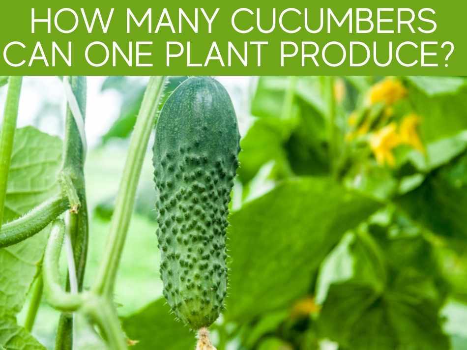 How Many Cucumbers Can One Plant Produce?