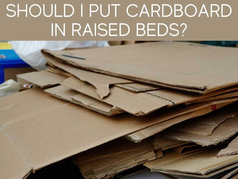 Should I Put Cardboard In Raised Beds?