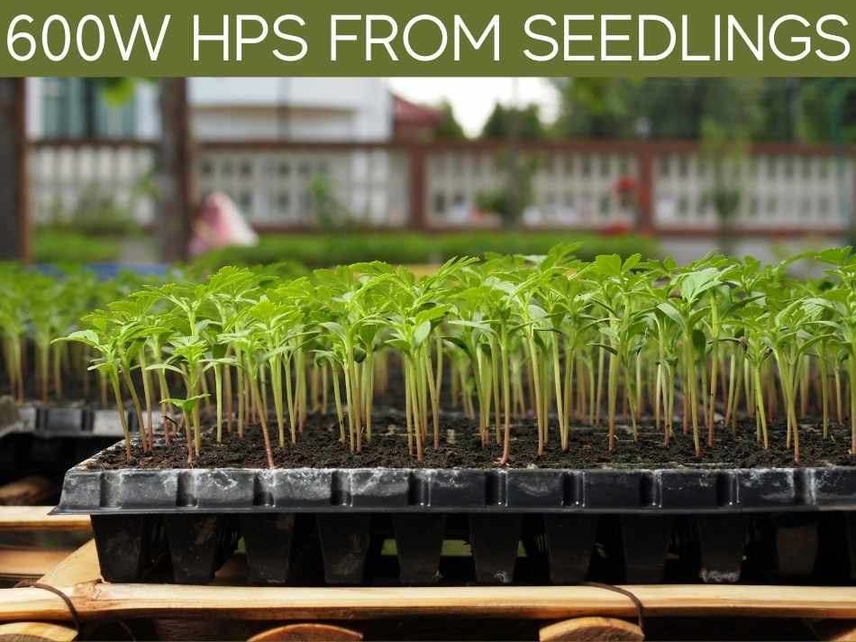 600W HPS From Seedlings