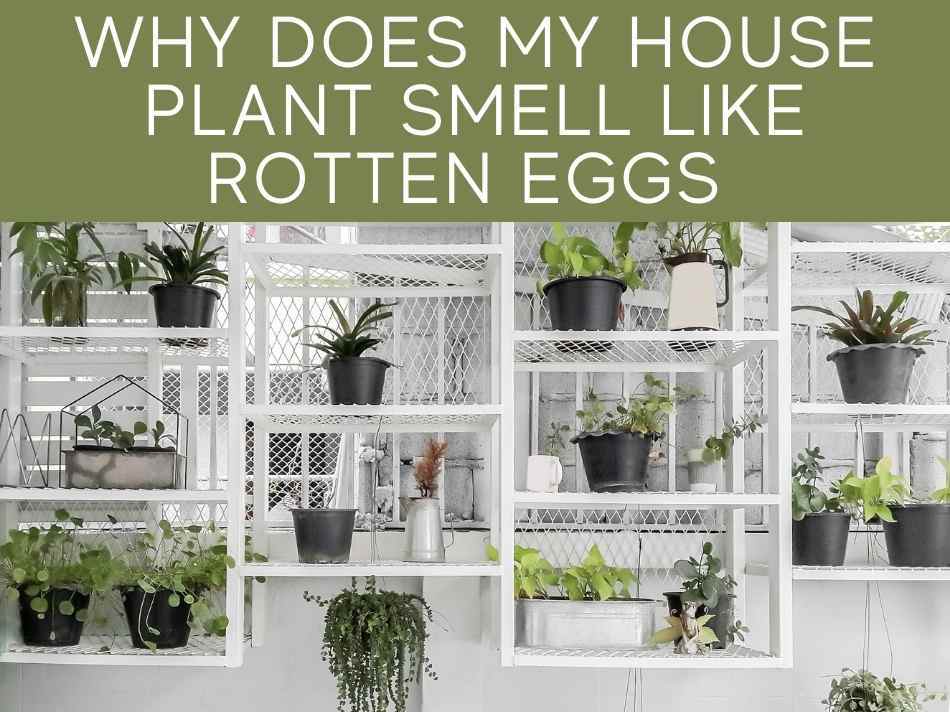Why Does My House Plant Smell Like Rotten Eggs