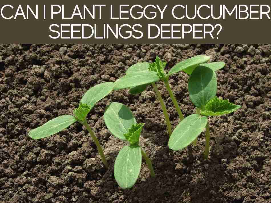 Can I Plant Leggy Cucumber Seedlings Deeper?