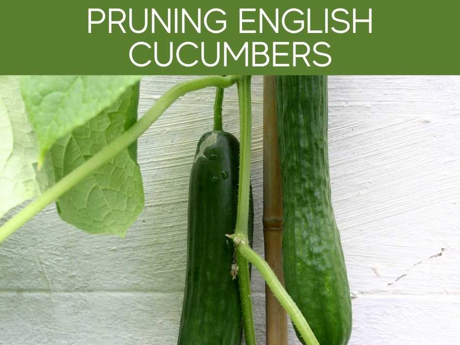 Pruning English Cucumbers
