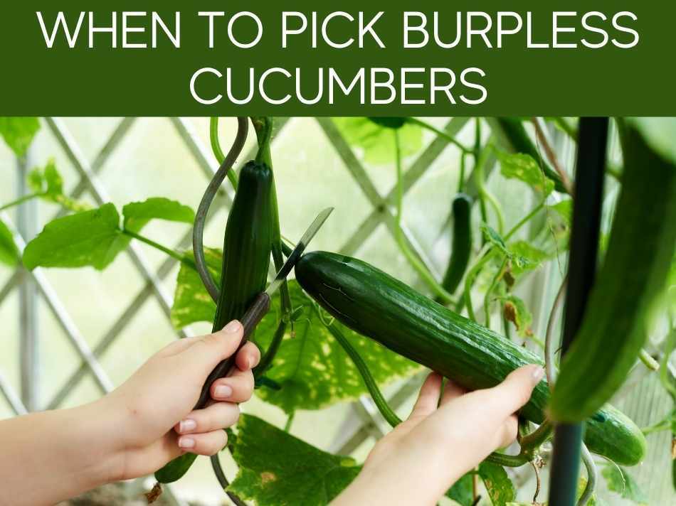 When To Pick Burpless Cucumbers