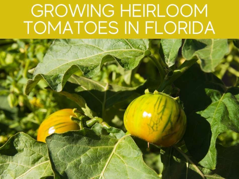 Growing Heirloom Tomatoes In Florida