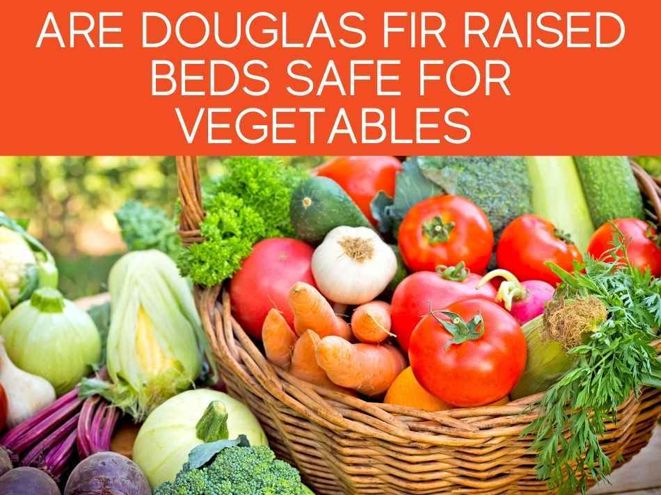 Are Douglas Fir Raised Beds Safe For Vegetables