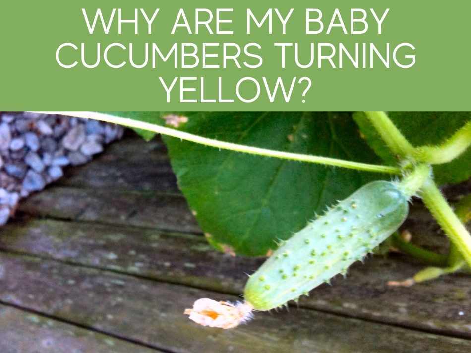 Why Are My Baby Cucumbers Turning Yellow?